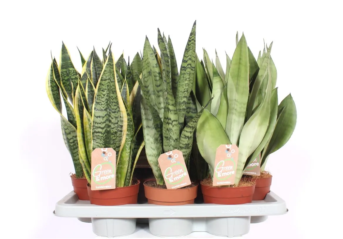 Sansevieria mix • črepník 14 cm