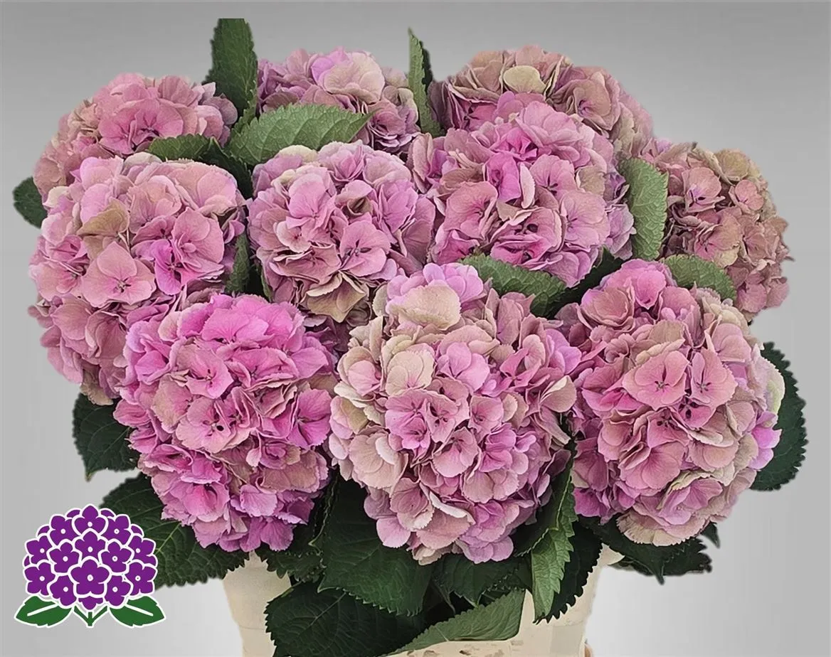 Hortenzia Elbtal Pink Classic • 60 cm