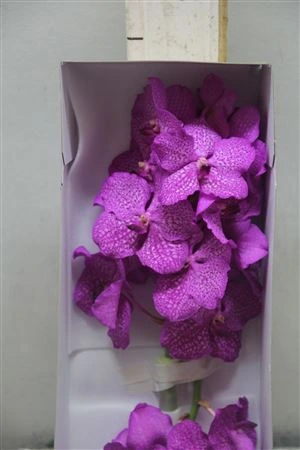 Orchidea Vanda Ni Rosy
