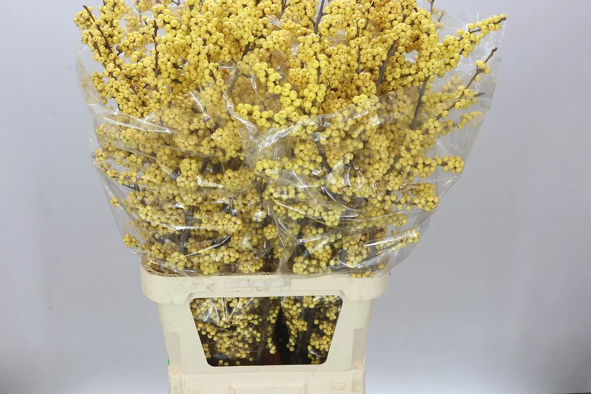 Ilex Citronella • 100 cm