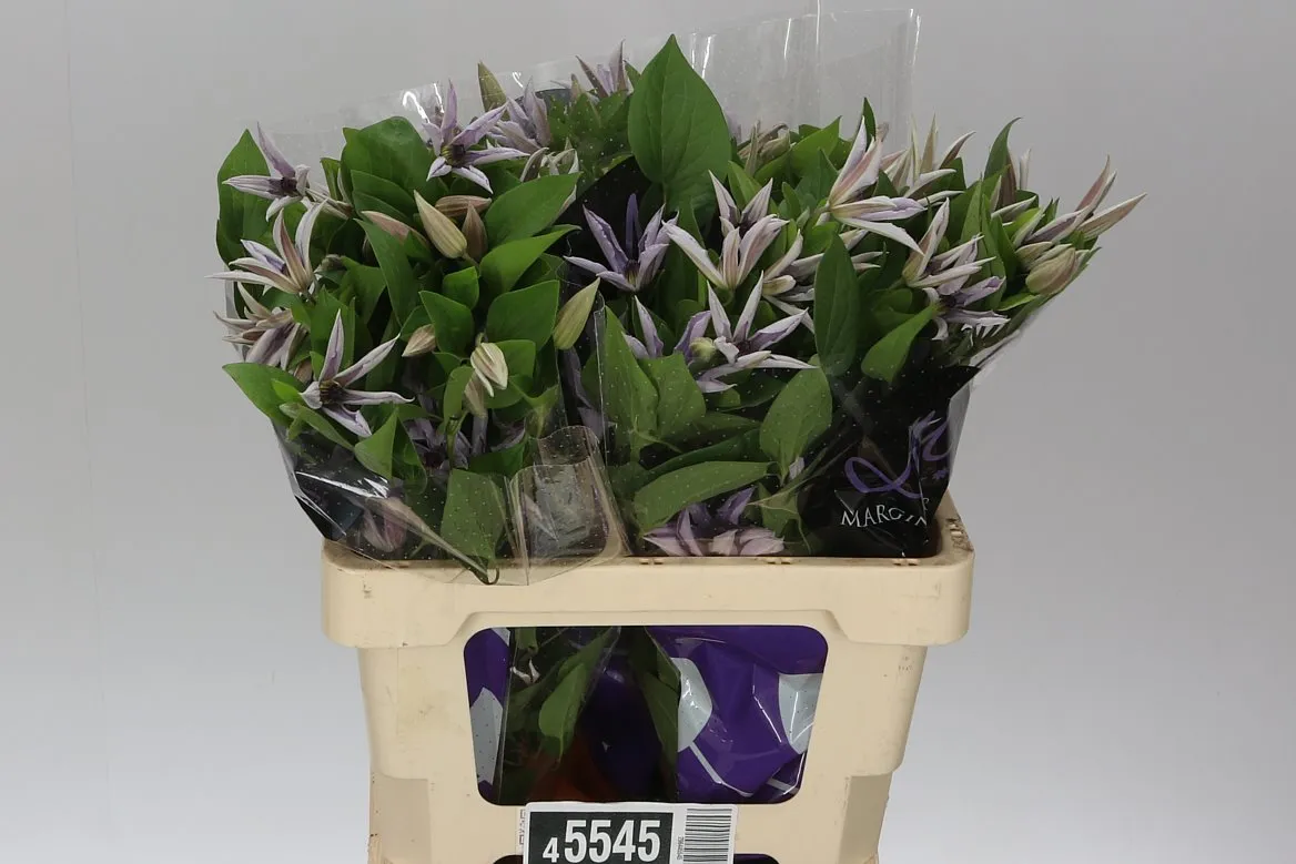 Clematis Amazing Miami • 60 cm