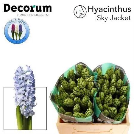 Hyacinthus Sky Jacket
