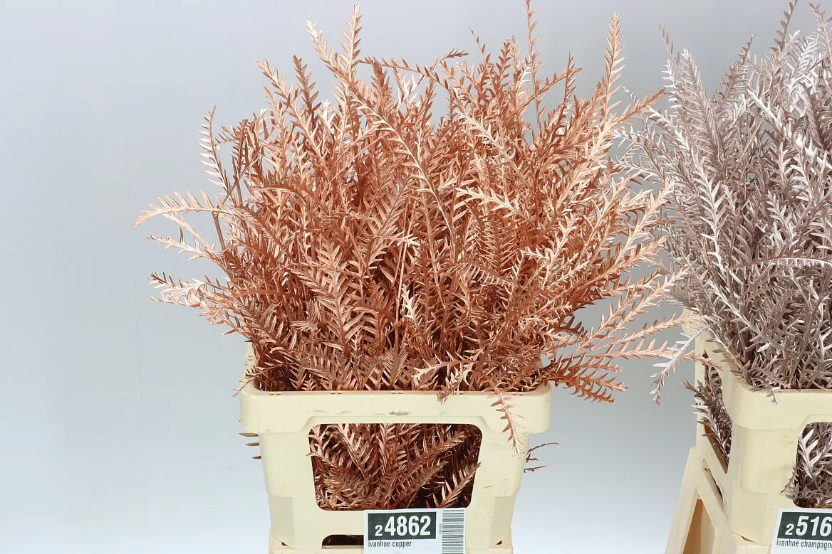 Ivanhoe Copper • 60 cm