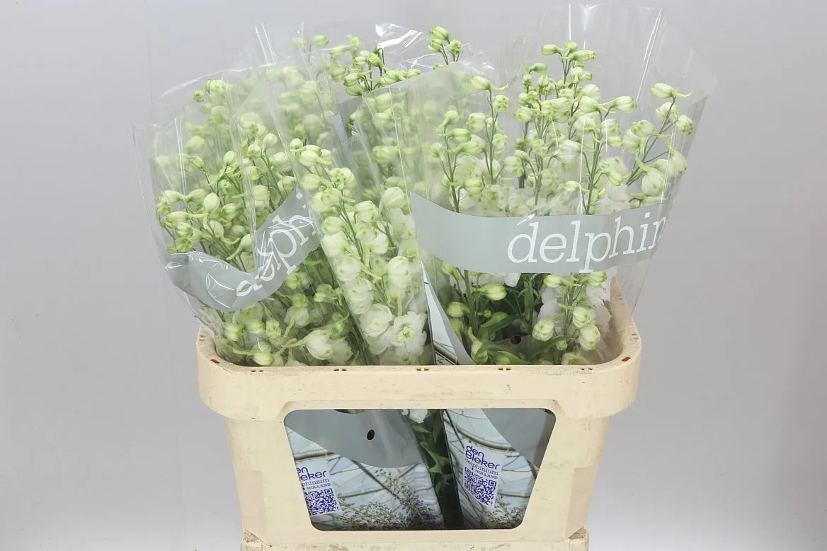 Stračonôžka Elatum Centurion White • 80 cm
