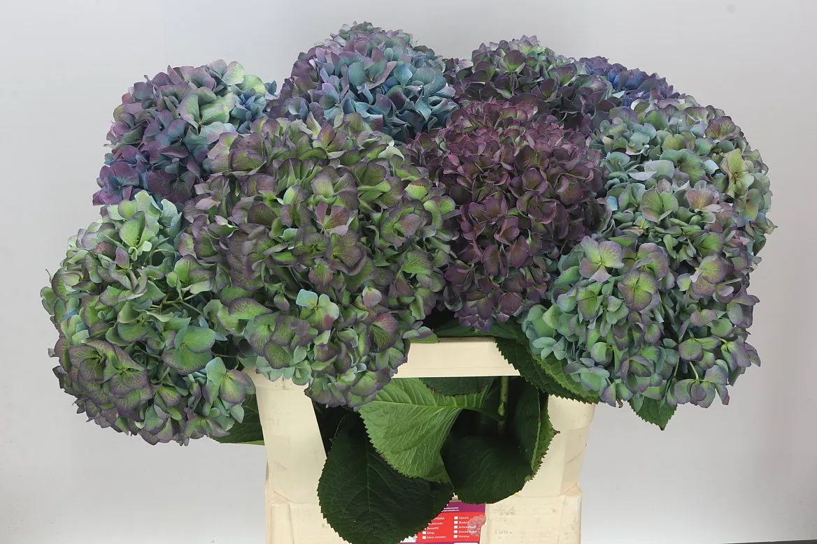 Hortenzia Pimpernel Classic • 80 cm