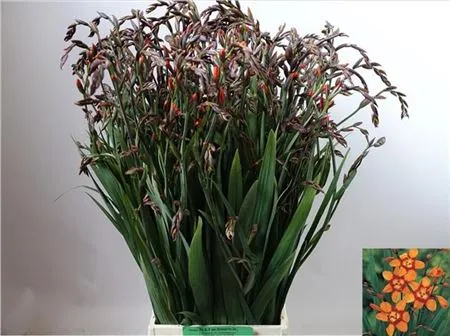 Crocosmia Emily Mckenzie A2 • 60 cm