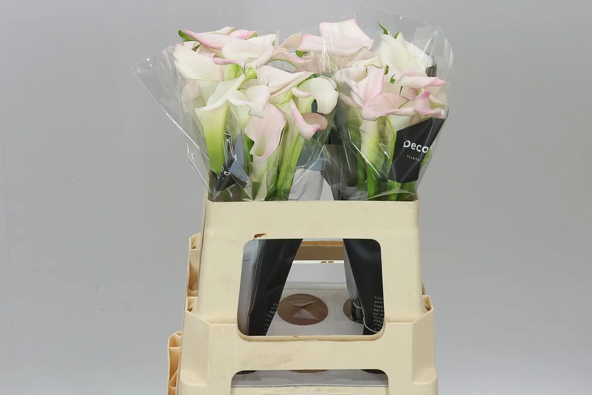 Zant Sweet Art • 55 cm