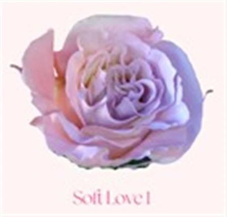 Ruža farbená Soft Love 1, Ekvádor • 50 cm