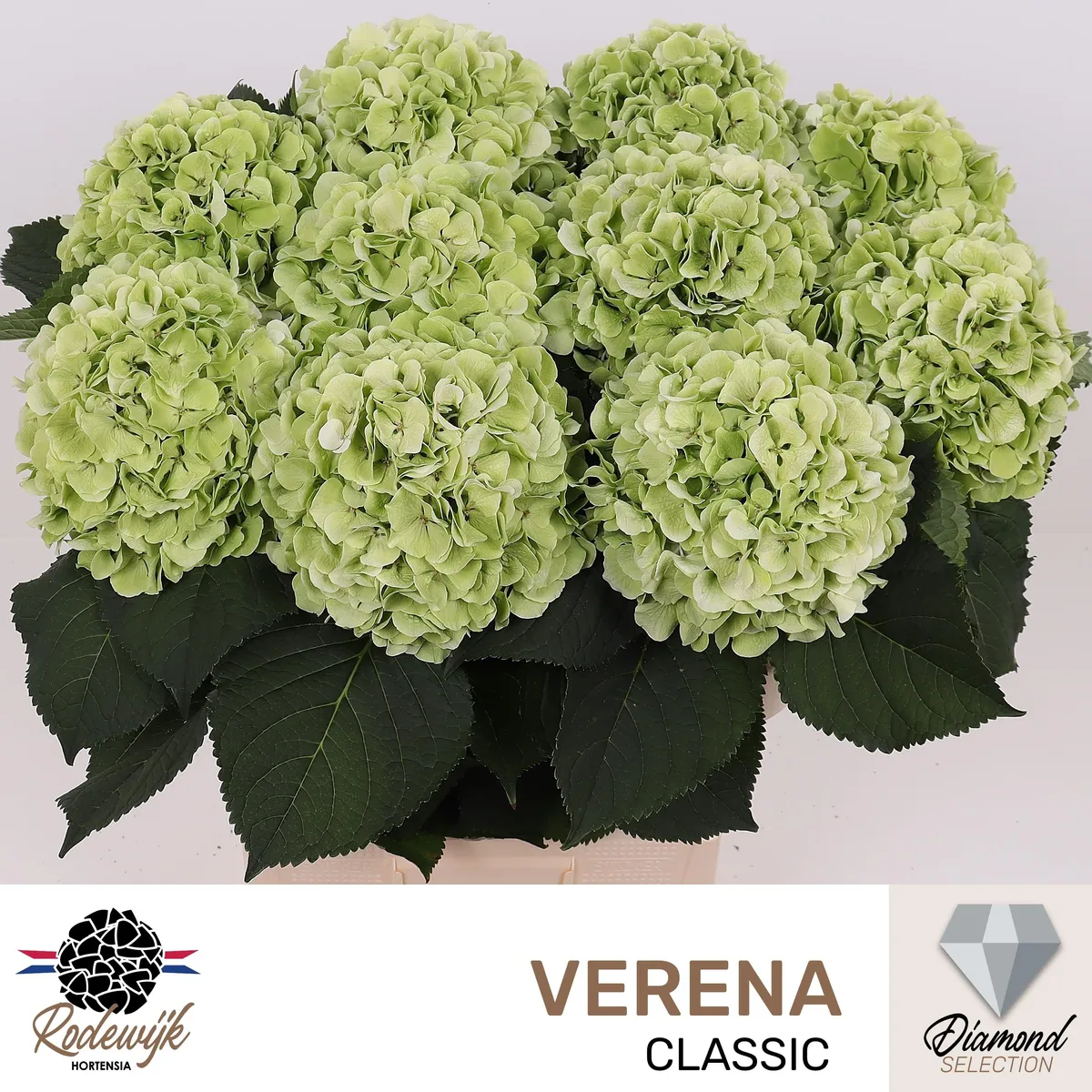 Hydr M Ch Verena Cl • 80 cm