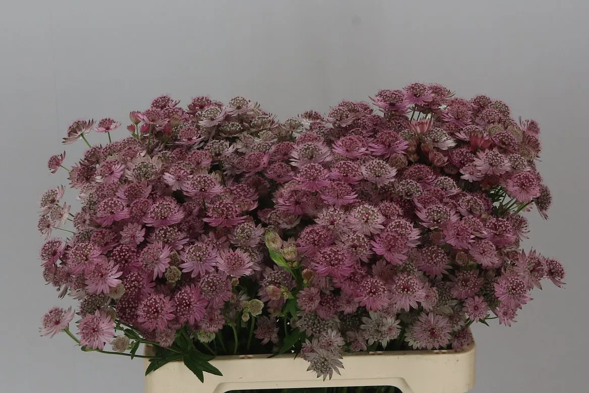 Astrantia Pink Sensation • 60 cm