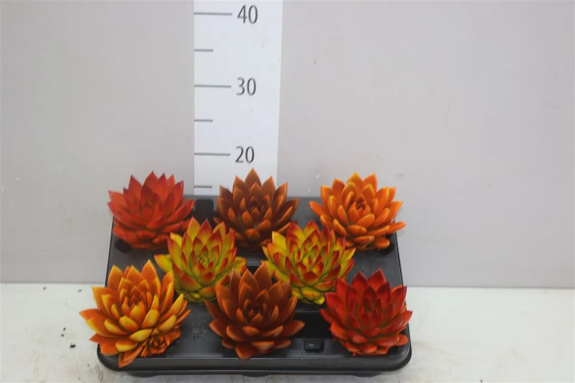 Echeveria Miranda Bicolour Herfst • črepník 8,5 cm