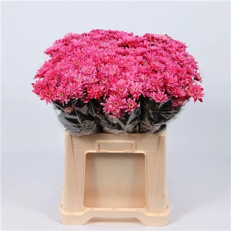 Chryzantéma trsová Euro Red • 70 cm
