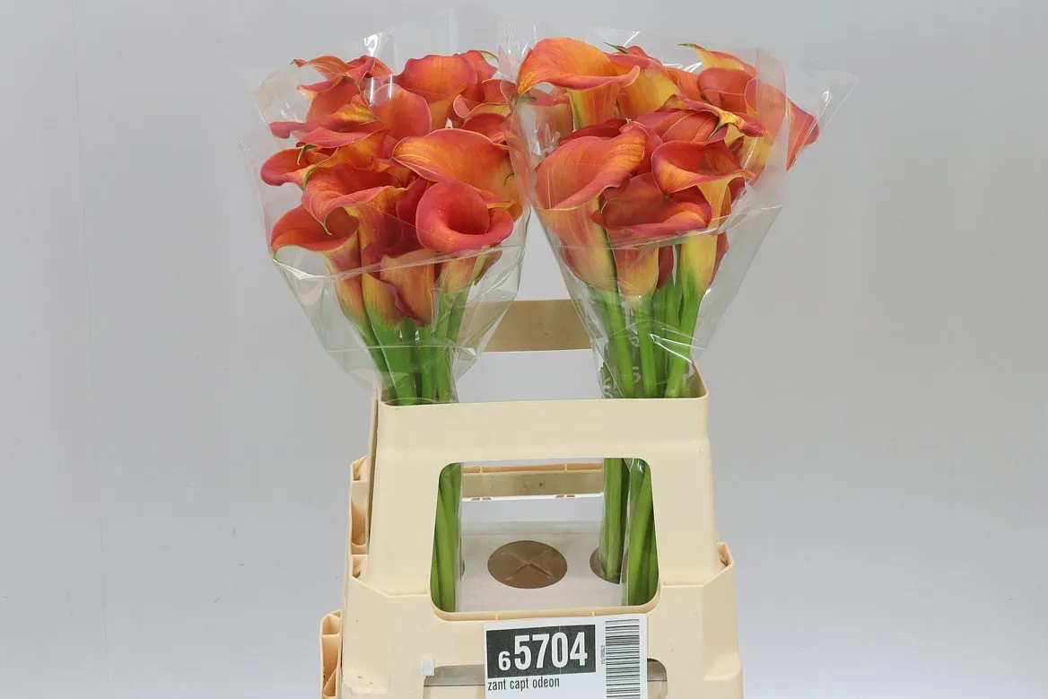 Kala Capt Odeon • 60 cm