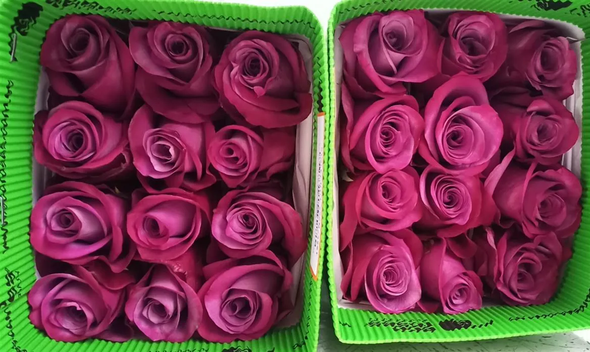 Rosa Gr Ec Violet Hill • 60 cm
