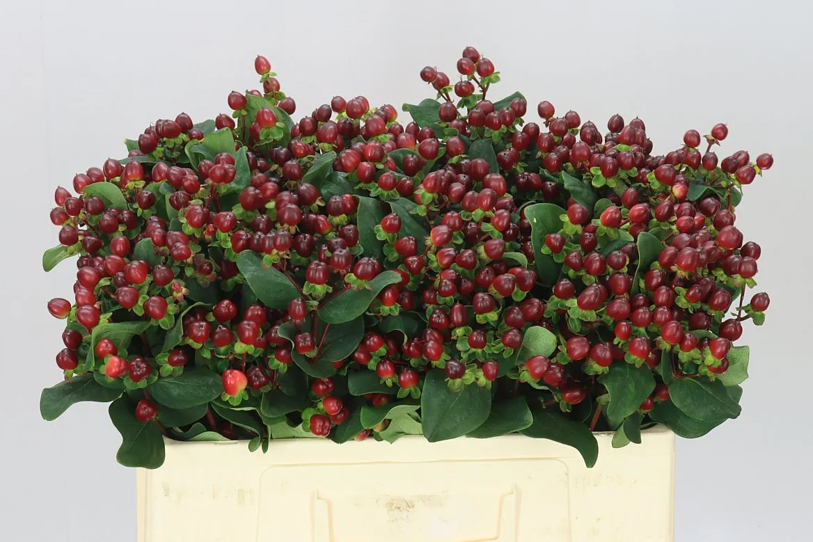 Hyp Spray Coco Montana • 55 cm