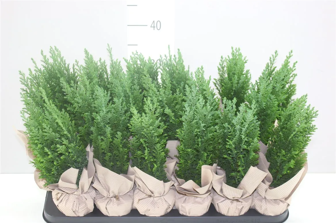 Chamaecyparis La Ellwoodii Potcover Naturel • črepník 9 cm