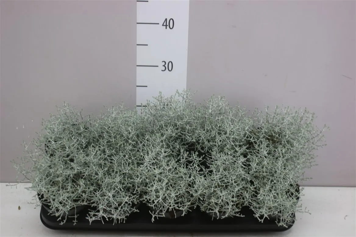 Calocephalus Whimsy Silver • črepník 12 cm