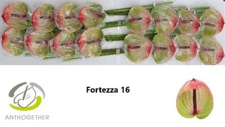 Anth Fortezza