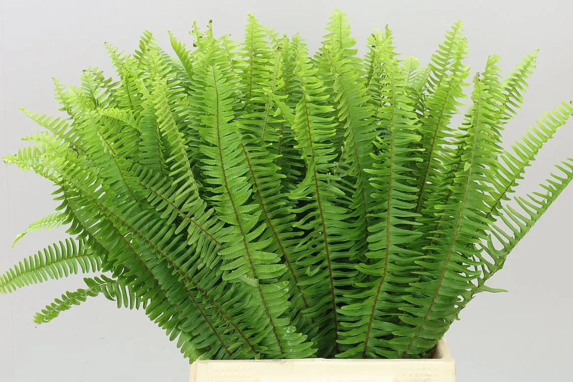 Nephrolepis • 30 cm