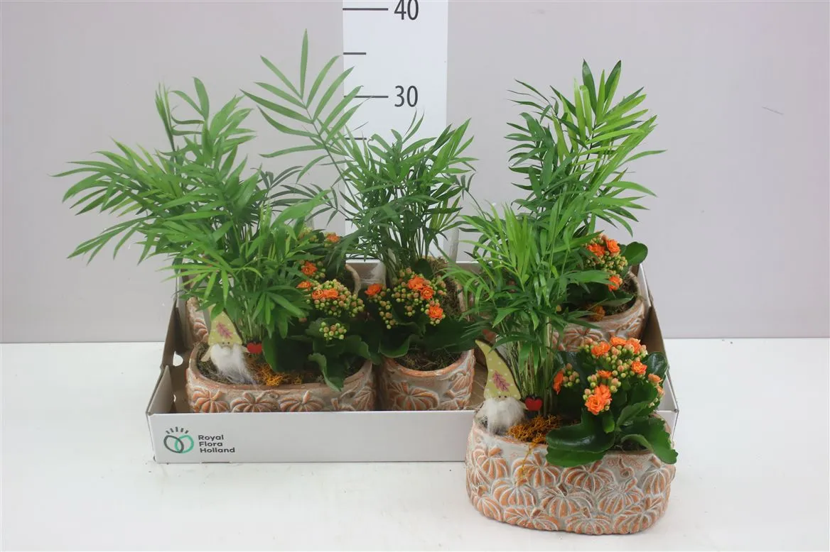 Arr Kamerplanten v obale Keramiek Ovaal • črepník 20 cm