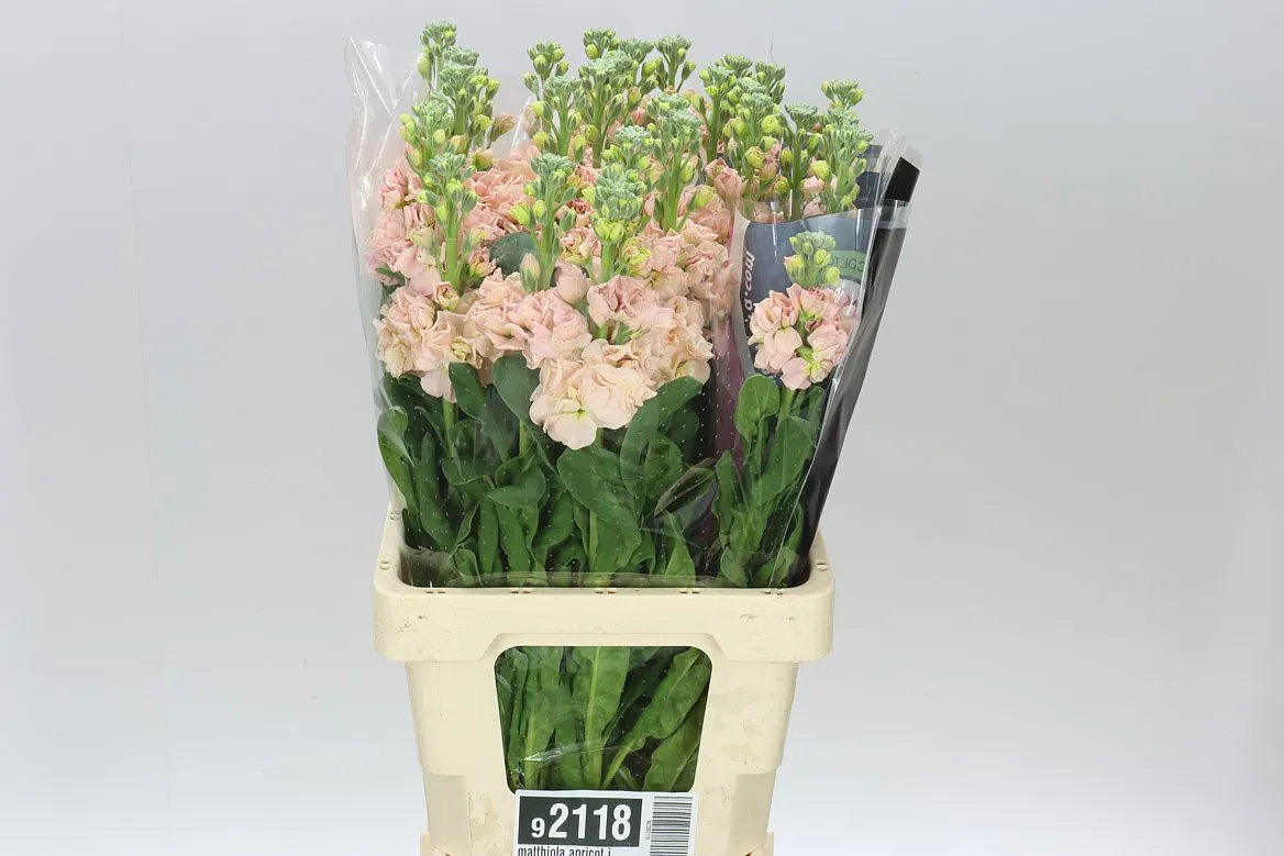 Matthiola Apricot It. Imp • 70 cm