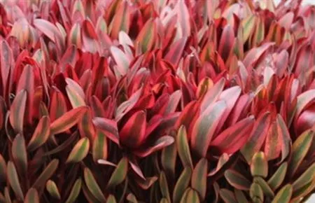 Leucadendron Jester • 70 cm