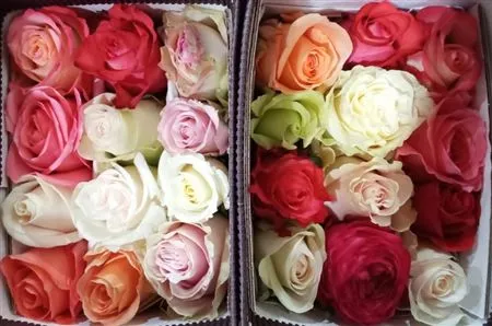 Rosa Gr Ec Rainbow • 40 cm