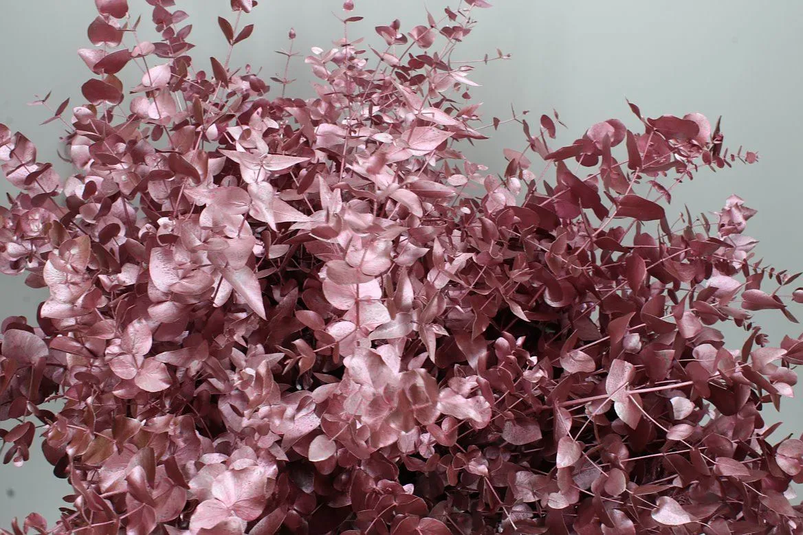Eukalyptus Cinerea Rose Gold • 70 cm