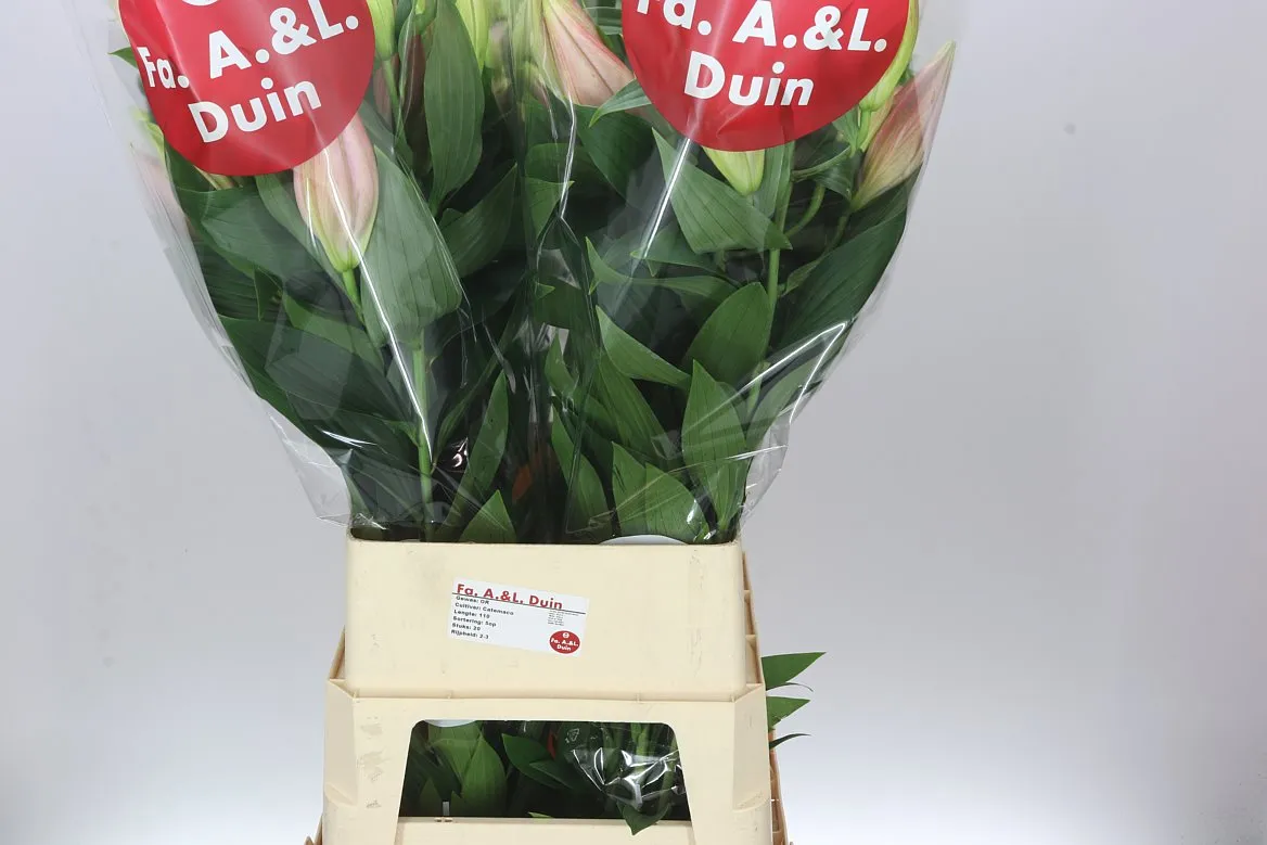 Ľalia orientálna Catemaco Ex • 110 cm
