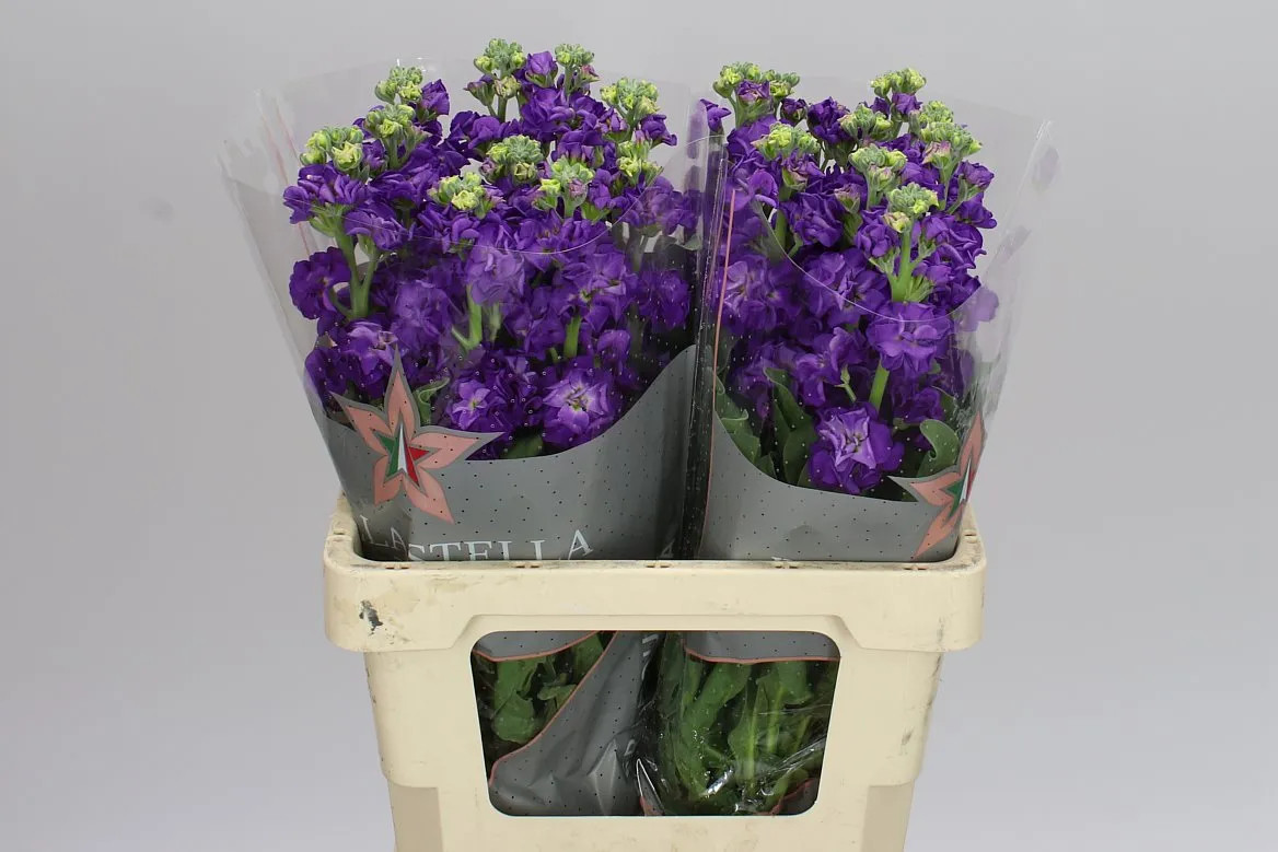 Matthiola Purple Imp • 70 cm