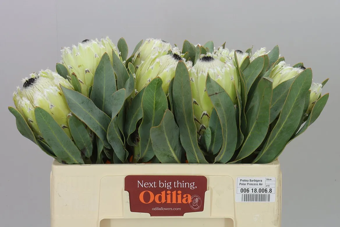 Protea Barbigera Polar Princess • 50 cm
