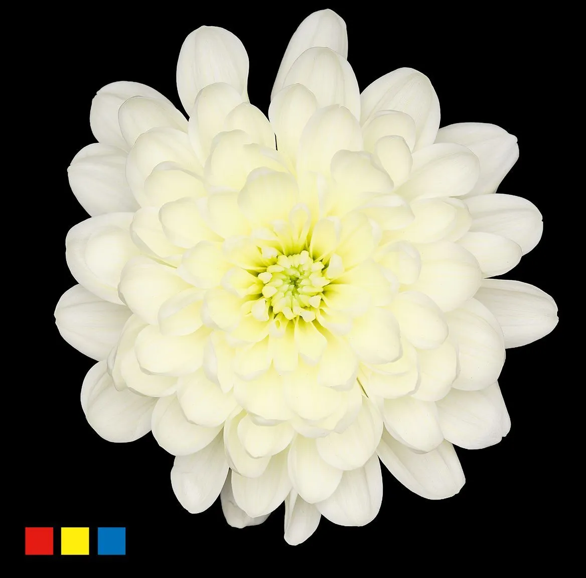Chryzantéma trsová Altaj Pastel Yellow • 70 cm
