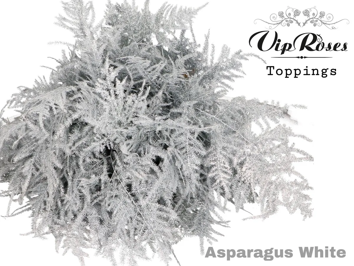 Asparágus Ov Extra Veren biely • 65 cm
