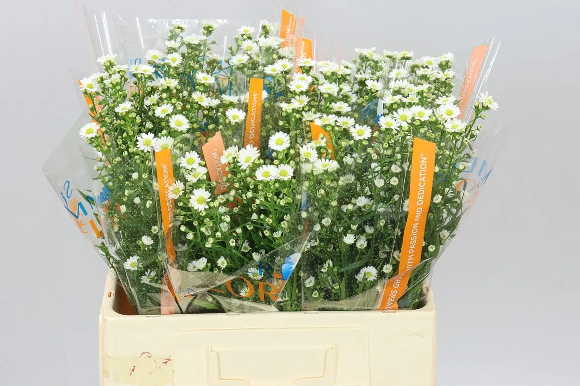 Aster Paquita • 60 cm