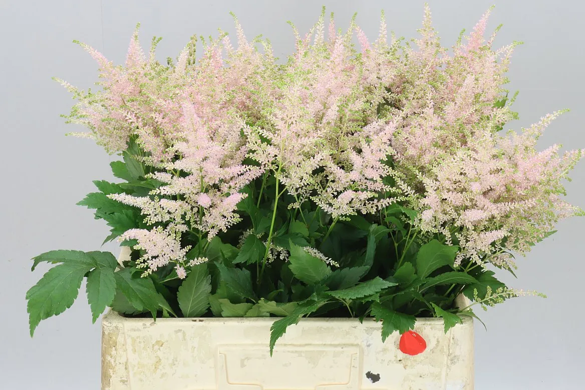 Astilbe Europa • 60 cm