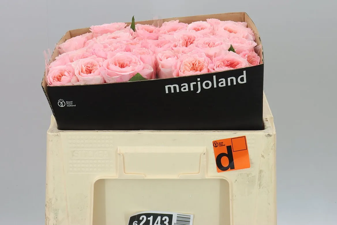 Rosa Gar Mayfield! • 50 cm