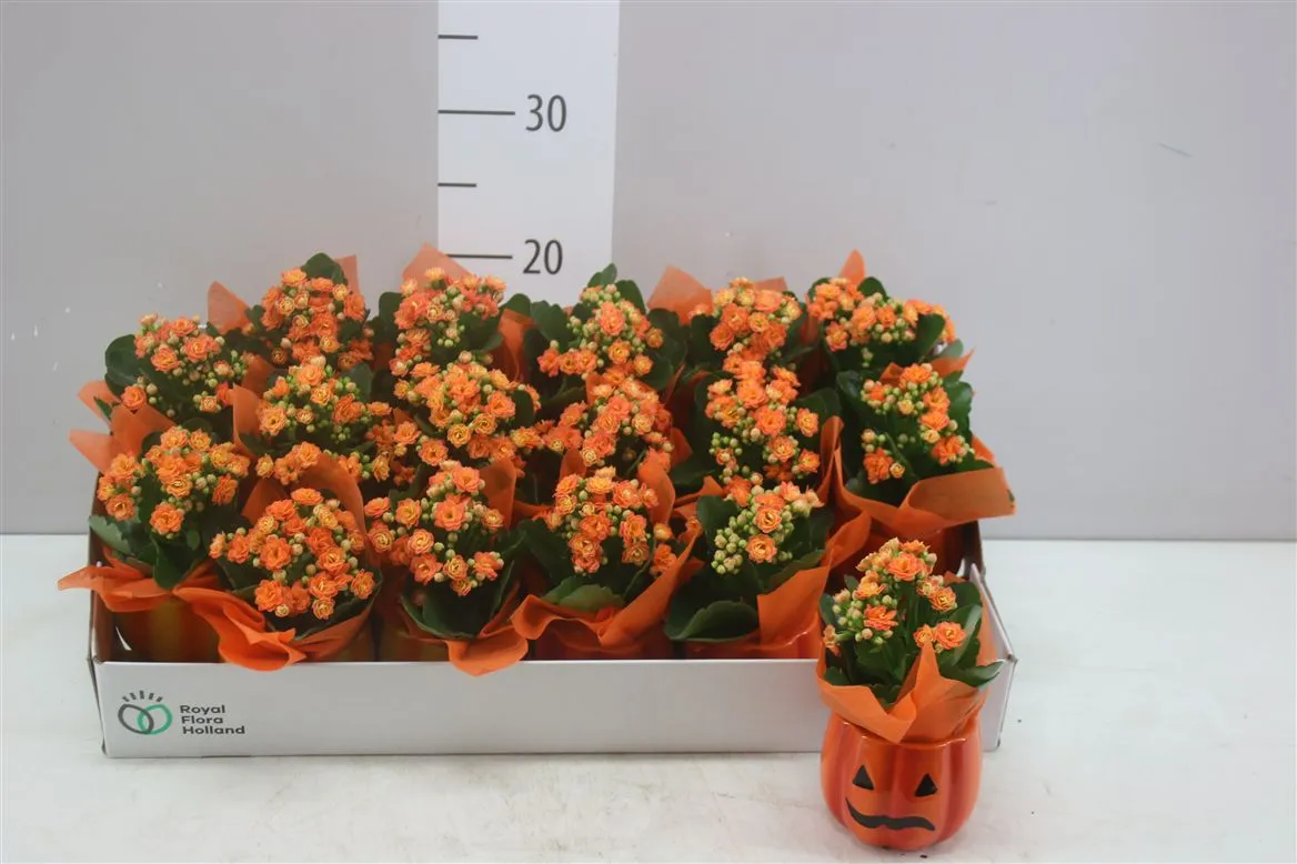 Arr Kalanchoe v keramike Halloween • črepník 9 cm