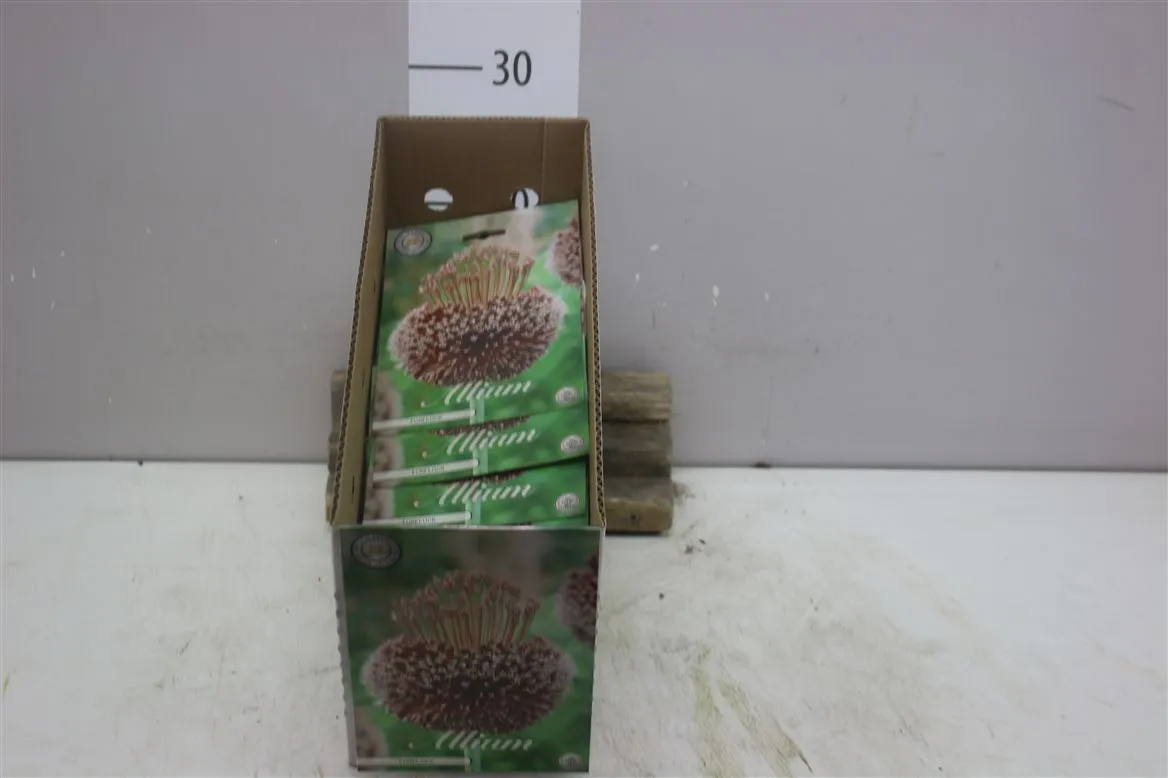 Bol Allium Forelock X1