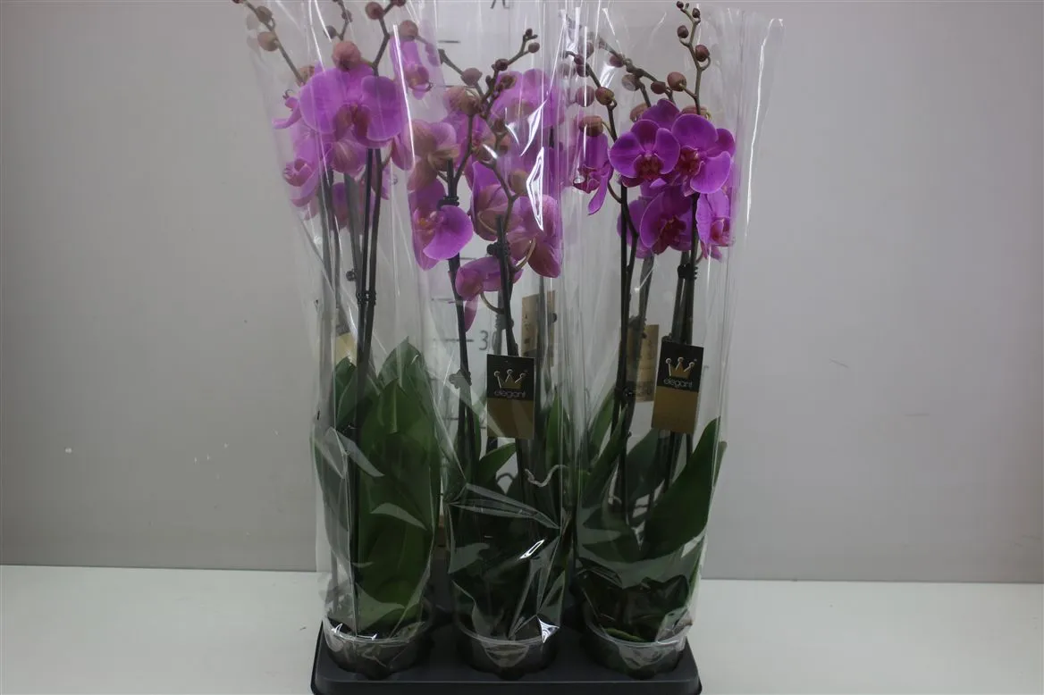 Phal Passoa Lady 2 Tak • črepník 12 cm
