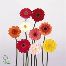 Germ Mixed Red • 45 cm