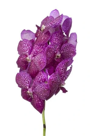 Orchidea Vanda Su Mag Glitter