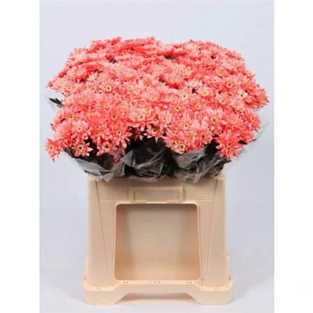 Chryzantéma trsová Euro Pink Glt • 70 cm
