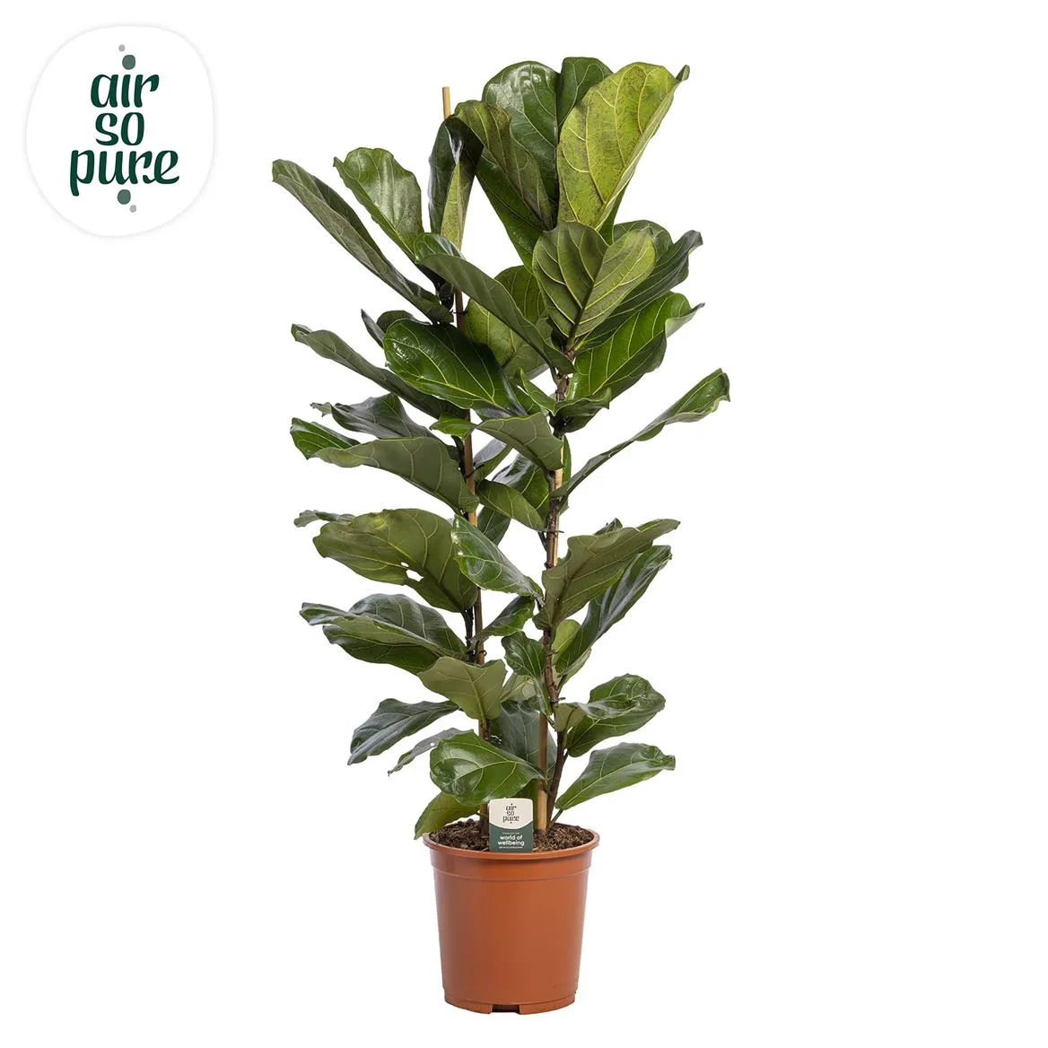 Ficus Lyrata, 2pp, P27 • črepník 27 cm