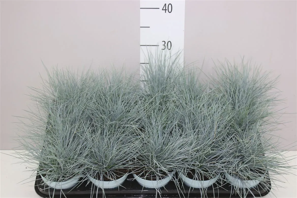 Festuca Glauca Compacta Blue® • črepník 10,5 cm
