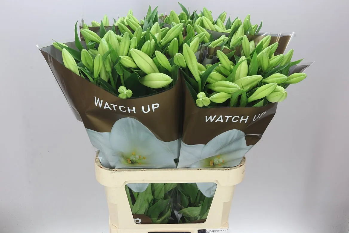 Lil Lf Watch Up 3+ • 95 cm