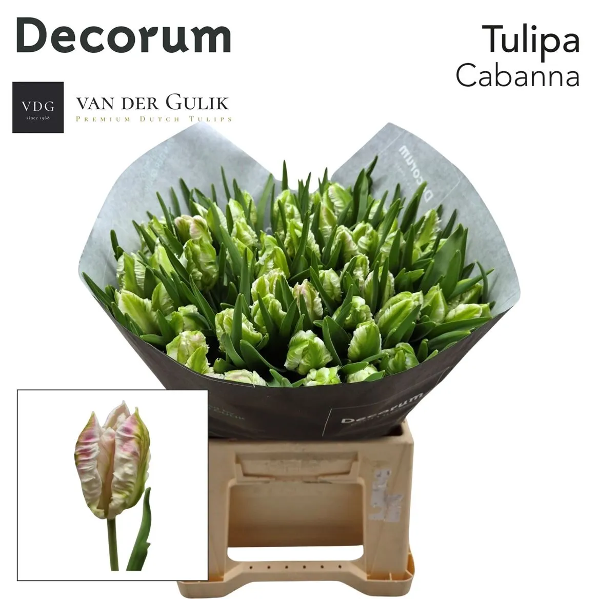 Tulipán papagájový Cabana • 42 cm