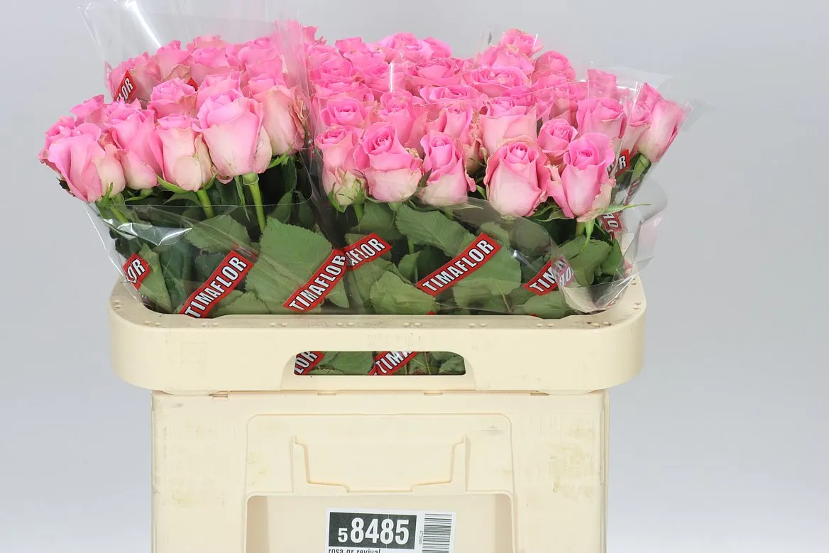 Rosa Gr Revival • 60 cm