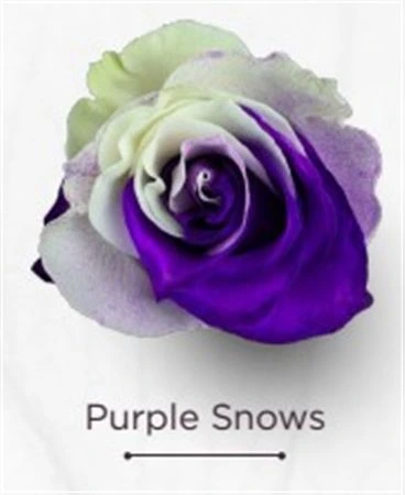 Ruža farbená Purple Snows, Ekvádor • 50 cm