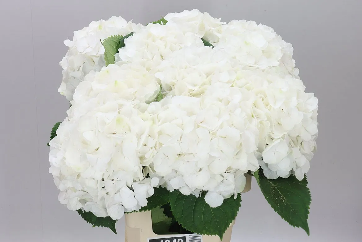 Hyd Verena White • 65 cm