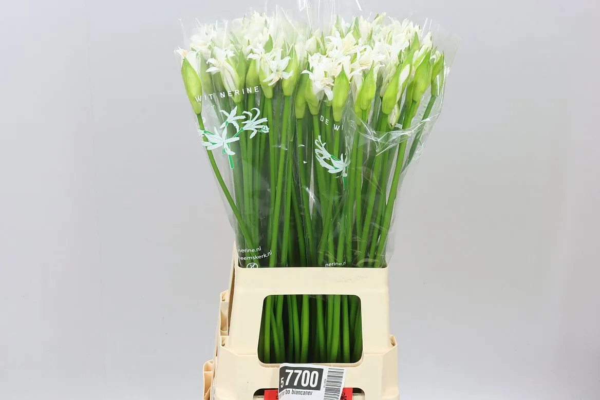 Nerine Bo Biancaneve • 70 cm